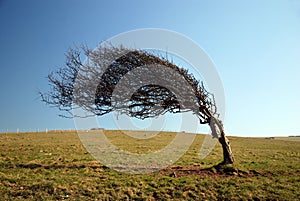 Windswept Tree