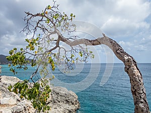 Windswept Tree - Curacao Views