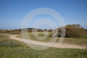 A windswept tree at Formby in Merseyside, with a blue sky overhead