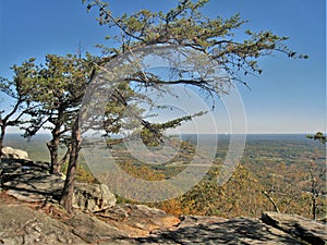 Windswept Tree at Hanging Rock State Park