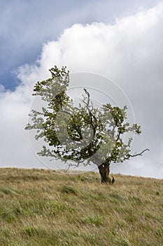 Windswept tree in moorland setting