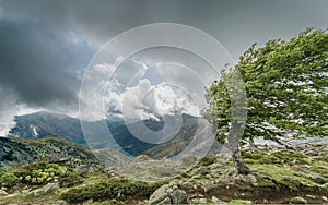 A windswept tree on a mountain ridge on the GR20 in Corsica photo