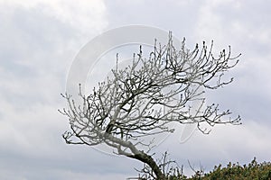 Windswept tree on a stormy day