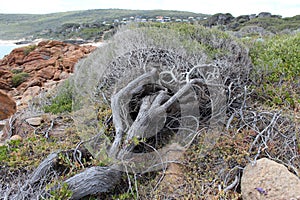 Windswept Tree at Yallingup west Australia photo