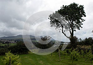 Windswept trees in North Wales by the Snowdonia national park.