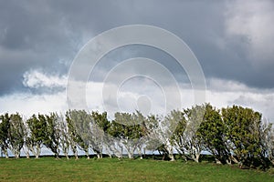 Windswept trees under a dramatic sky.
