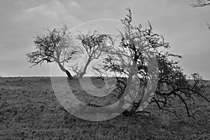 Windswept trees on a winter Irish skyline in black and white