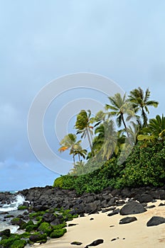 Windswept Tropical Beach