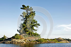 Windswept White Pine