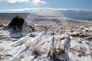 Windswept wilderness