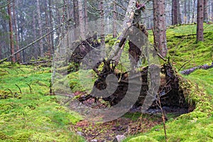 Windthrow in a coniferous forest