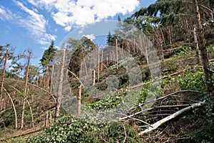 Windthrow of trees in a mountainous coniferous forest photo