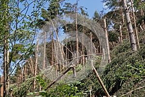 Windthrow of trees in a mountainous coniferous forest