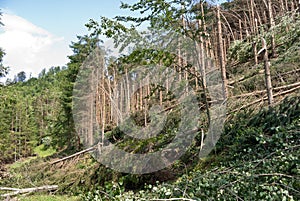 Windthrow of trees in a mountainous coniferous forest