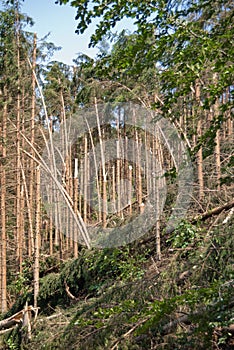 Windthrow of trees in a mountainous coniferous forest