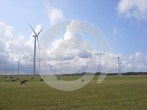 Windturbines and cows landscape