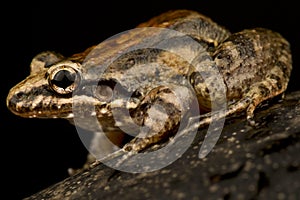 Windward ditch frog Leptodactylus validus photo