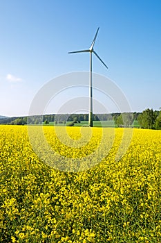 Windwheel and rapeseed field