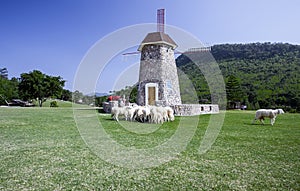 Windwheel tower in sheep farm