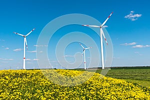 Windwheels and yellow flowers