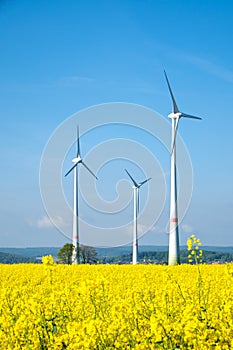 Windwheels and yellow rapeseed