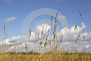 Windy autumn day with beautiful clouds and yellow reed in the field. Bright natural background with selective soft focus on dry