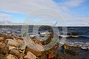 Windy autumn day on the shore of lake Ladoga.