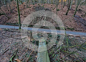 the windy catastrophe uprooted a number of trees in