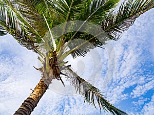 Windy coconut palm tree against with blue sky and white cloud