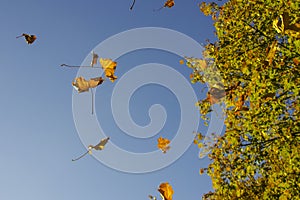 A windy day in autumn - maple leaves flying in the wind with a tree in the background