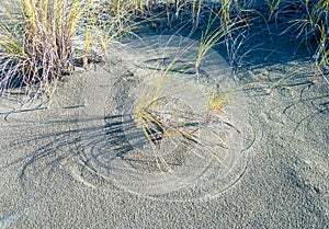 Windy Dune Grass Shadows