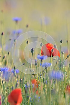 Windy grass field
