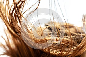 Windy hair. Abstract close up hairs on white background