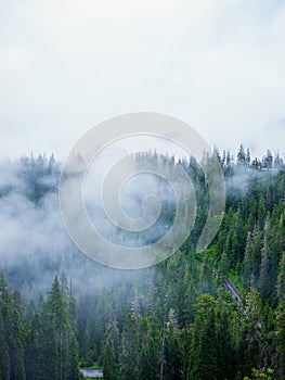 Windy mountain road through a misty forest