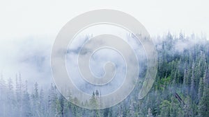 Windy mountain road through a misty forest