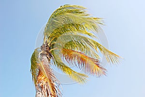 Větrný palma 