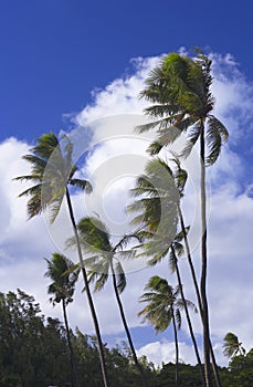 Windy palms photo