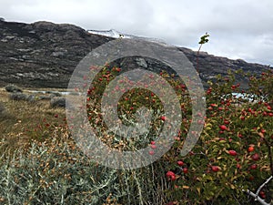 Windy Patagonia landscapes Argentina