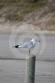 Windy perch for a seagull