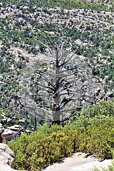 Windy Point Vista, Mount Lemmon, Santa Catalina Mountains, Lincoln National Forest, Tucson, Arizona, United States