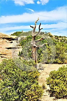 Windy Point Vista, Mount Lemmon, Santa Catalina Mountains, Lincoln National Forest, Tucson, Arizona, United States