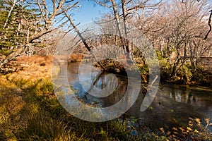 Windy River reflecting light and shadow. Autumn at Senjogahara plateau in Nikko national park, Nikko Tochigi, Japan  Ecological