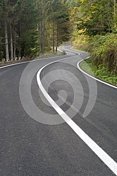 Windy road in the forest