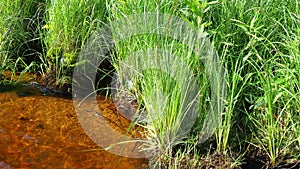 Windy shore of Lake Lososinnoye. Taiga ecosystem. Reed sedge grow on hummocks. Tourism and recreation in the wild places