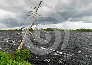 Windy summer landscape from swamp lake, wind and turbulence of lake water, lake shore, trees in wind, swamp lake