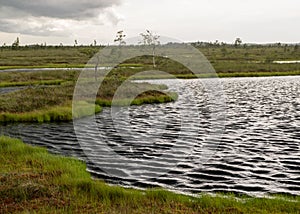 Windy summer landscape from swamp lake, wind and turbulence of lake water, lake shore, trees in wind, swamp lake