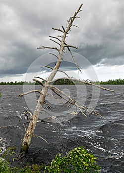 Windy summer landscape from swamp lake, wind and turbulence of lake water, lake shore, trees in wind, swamp lake