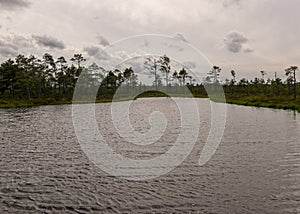 Windy summer landscape from swamp lake, wind and turbulence of lake water, lake shore, trees in wind, swamp lake