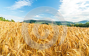 Windy wheat field on a summer day, landscape