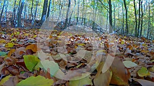 Windy wheather in the beech forest with leaves